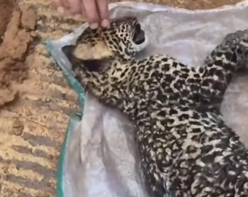 Anak Macan Tutul Mati Kelaparan di Tepi Jalan Cianjur, Warga Sempat Beri Air Minum
