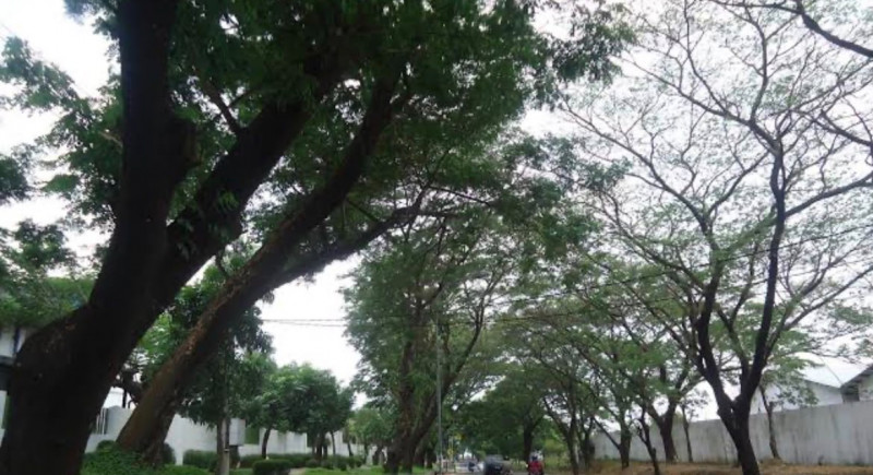 Bisakah Pohon Mengurangi Polusi Udara Jakarta? Ini Penjelasan Pakar
