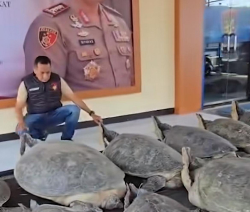 Gagal Selundup! 22 Penyu Hijau Ditemukan Hidup di Perahu Hantu Tanpa Awak di Pulau Serangan Bali