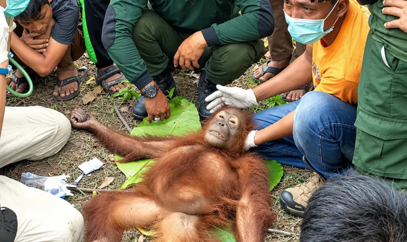 Dampak Karhutla Kalbar: Orangutan Ditemukan dengan Luka Bakar, Dehidrasi, hingga Mati di Parit Sawit