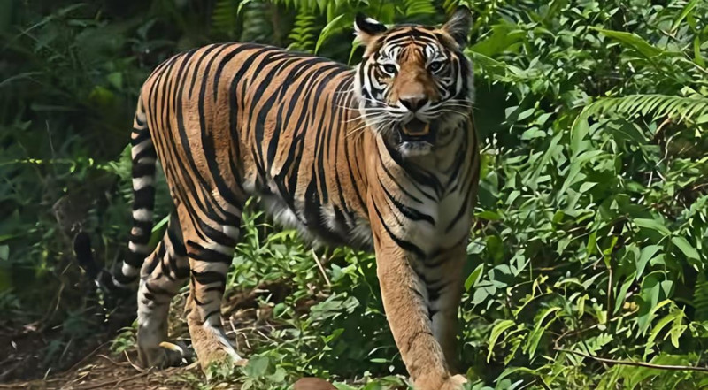 Pria Tewas Diserang Harimau Di Wildlife Park, Inggris - Lompat Masuk Kandang!