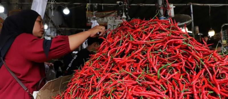 Harga Cabai Di Kulon Progo Anjlok,Cabai Rawit Merah Dari Rp 65.000 Turun Jadi Rp 45.000 Per Kilogram