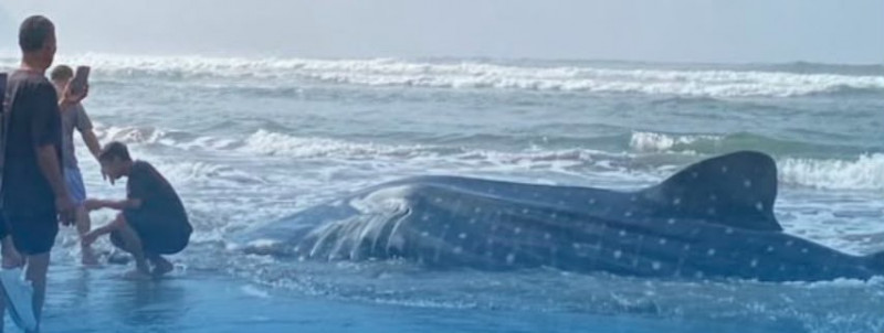 Hiu Tutul Sepanjang 7,8 Meter Terdampar Di Pantai Parangkusumo Bantul,Sempat Ditemukan Hidup